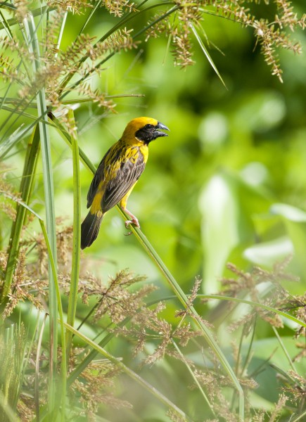 Asian Golden Weaver