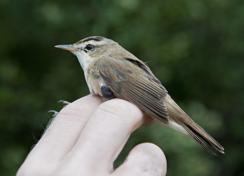 Black-browed Reed Warbler