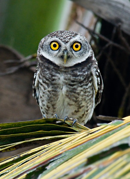 Spotted Owlet