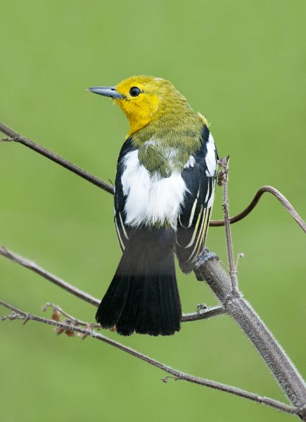 Common Iora