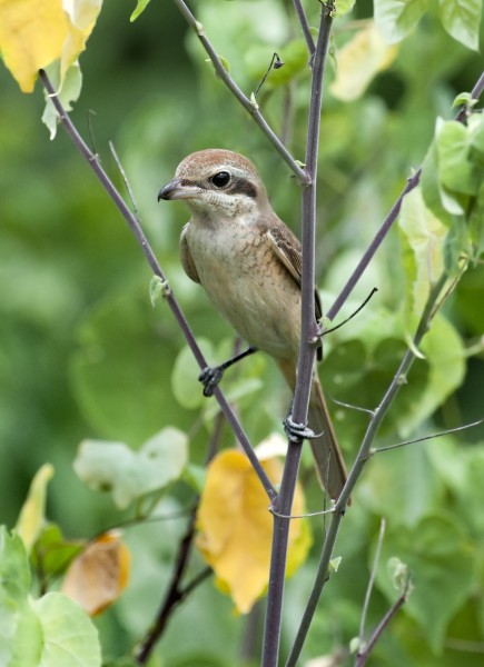 Brown Shrike