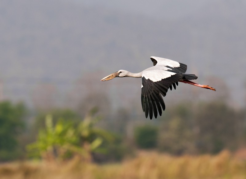 Asian Openbill