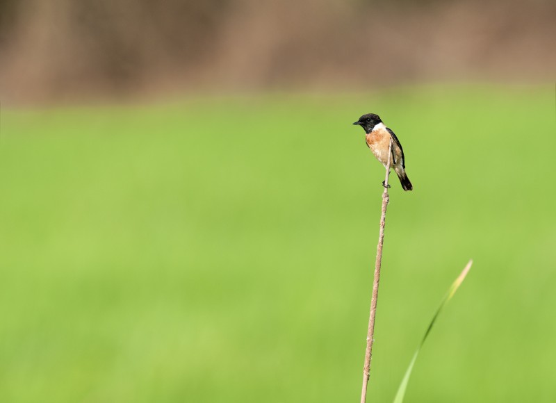 Siberian Stonechat