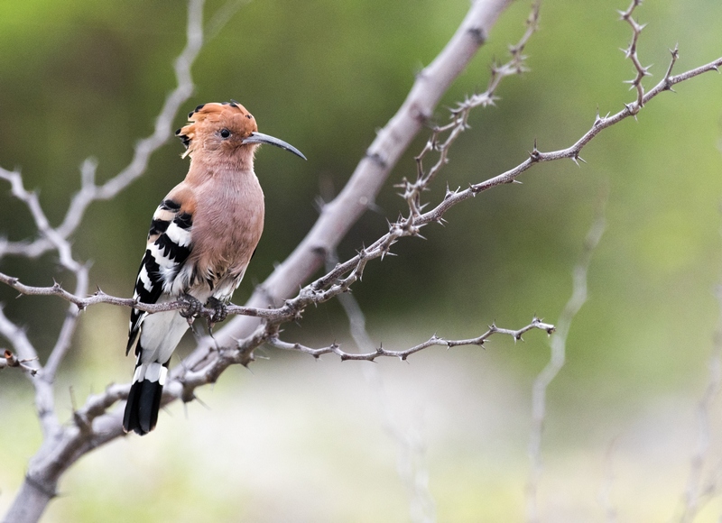 Hoopoe