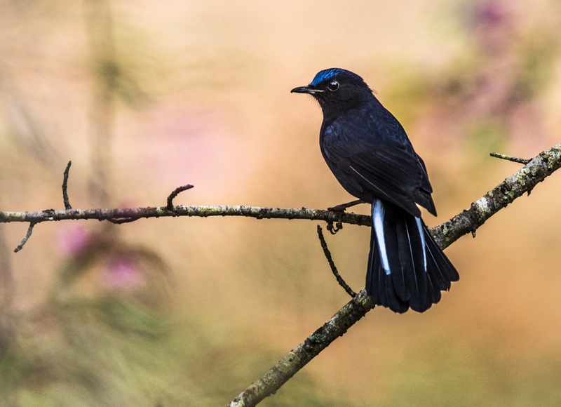 White-tailed Robin