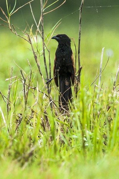 Lesser Coucal