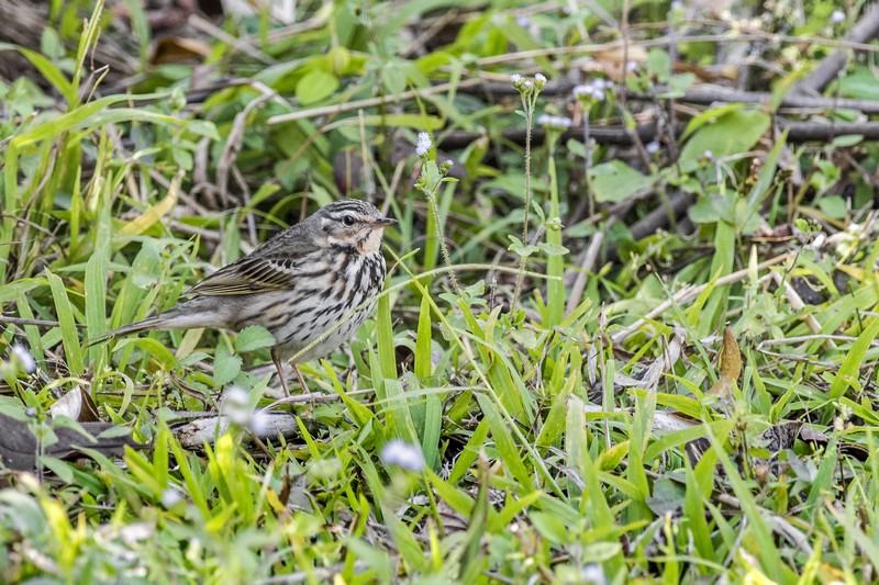 Olive-backed Pipit