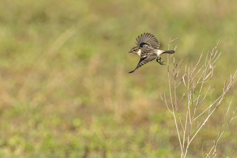 Eastern Stonechat