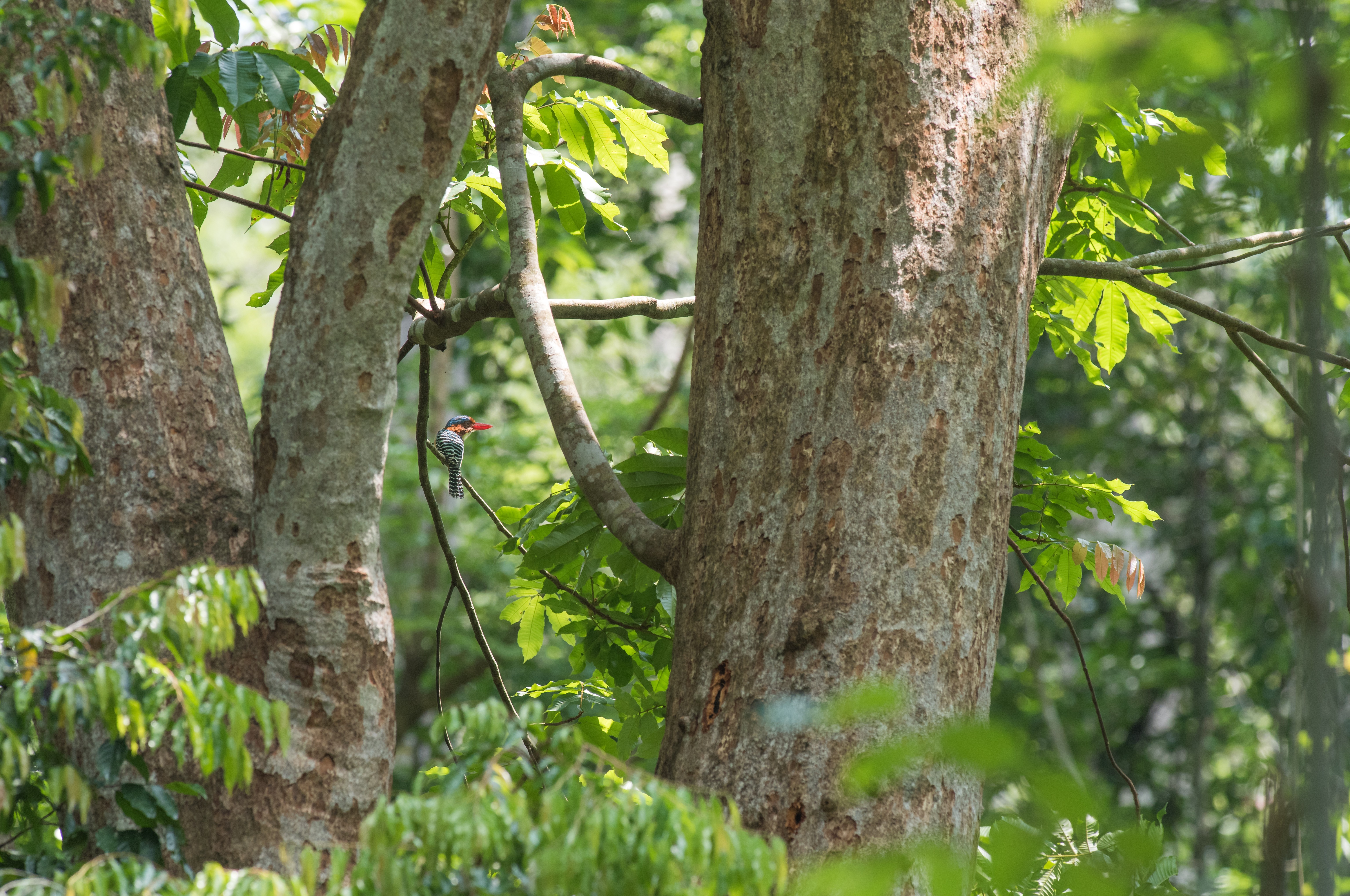 Banded Kingfisher