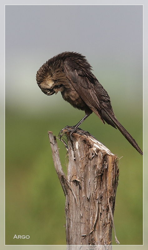 Great-tailed Grackle