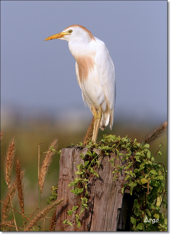 Cattle Egret