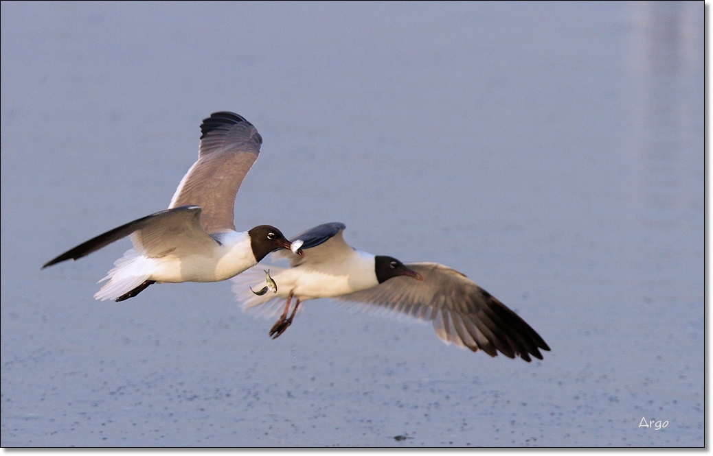 Laughing Gulls 