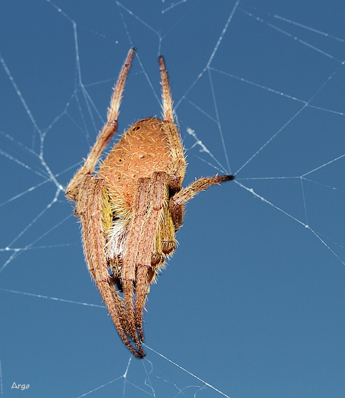 Orb Weaver