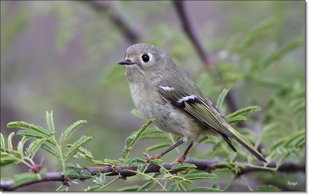 Ruby-crowned Kinglet