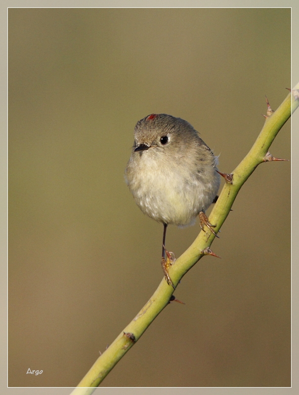 Ruby-crowned Kinglet