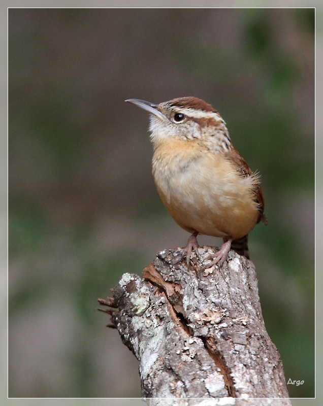 Carolina Wren