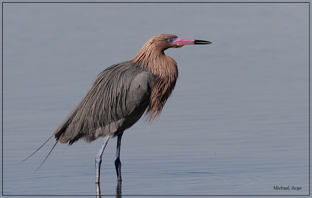 Reddish Egret 