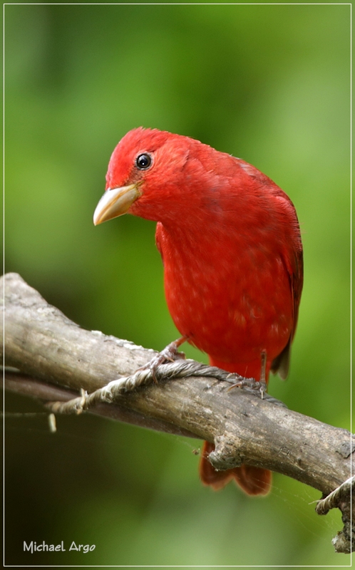 Summer Tanager