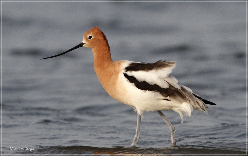 American Avocet 