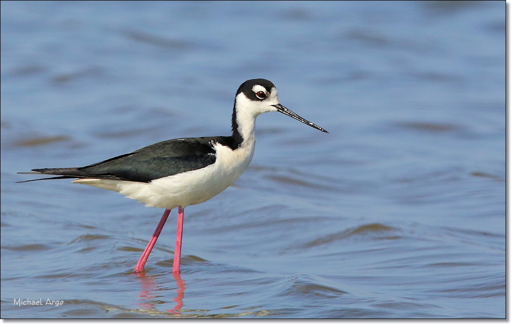 Black-necked Stilt