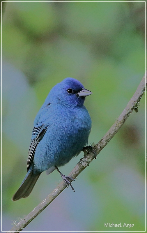 Indigo Bunting