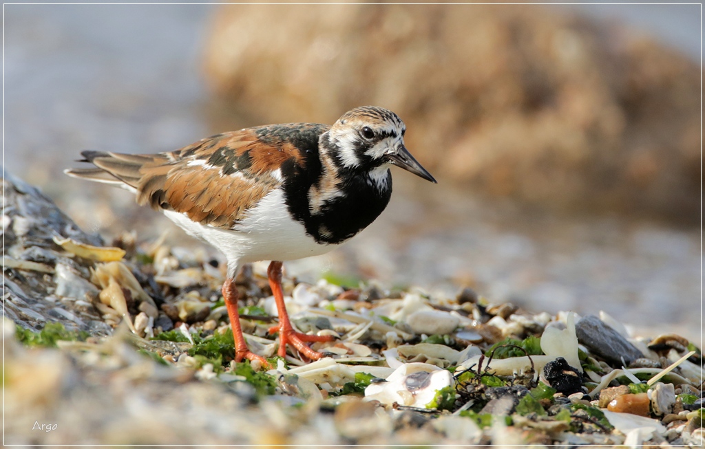 Ruddy Turnstone 