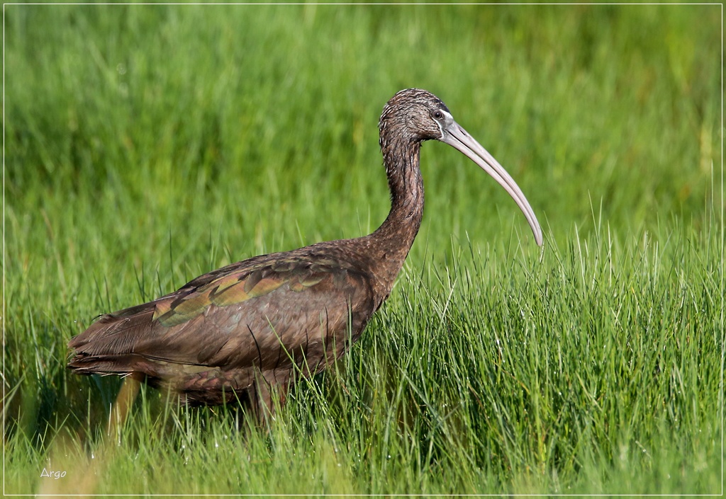 White-faced Ibis 