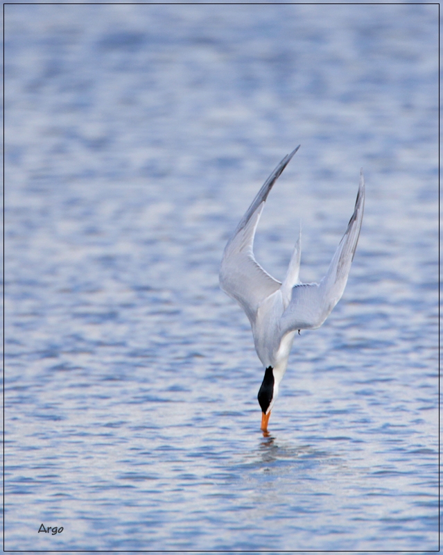 Foresters Tern 