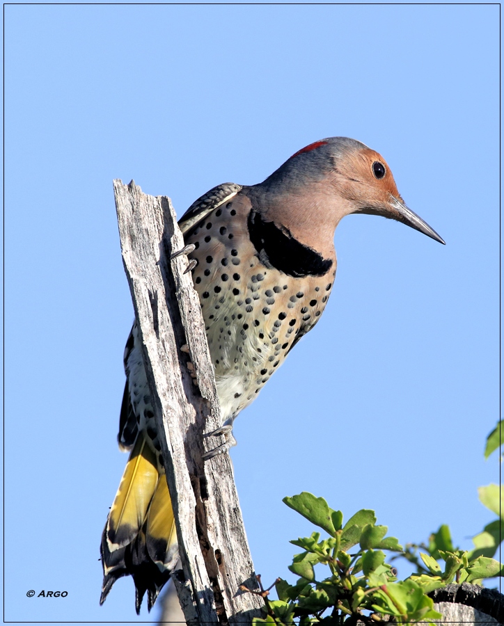 Northern Flicker