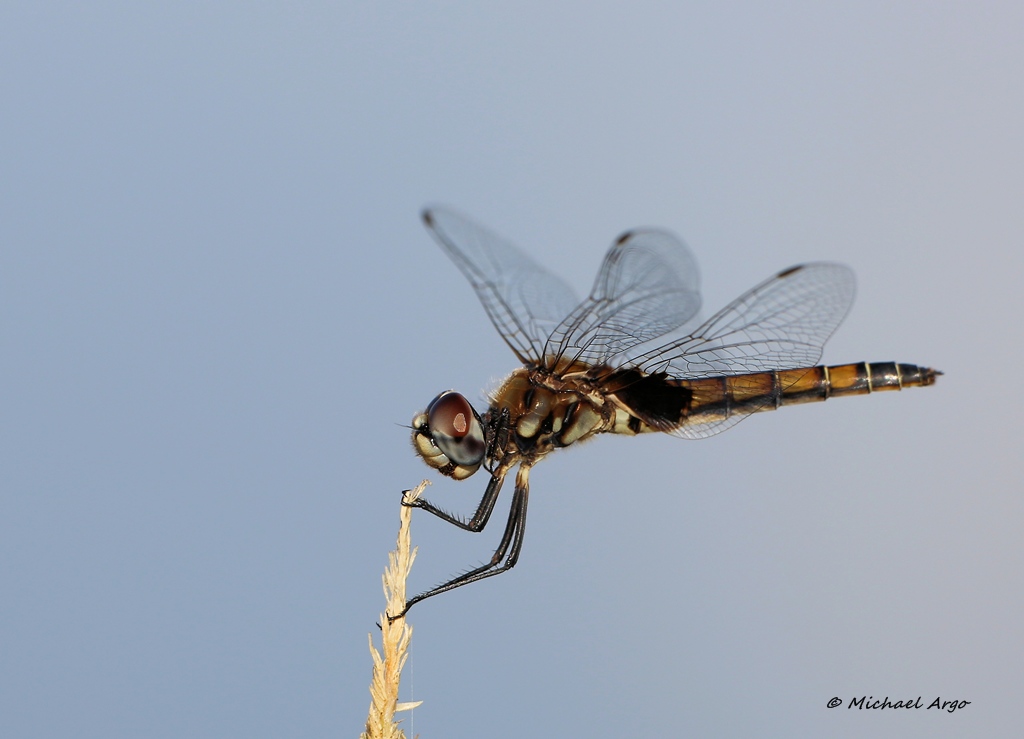 Widow Skimmer.