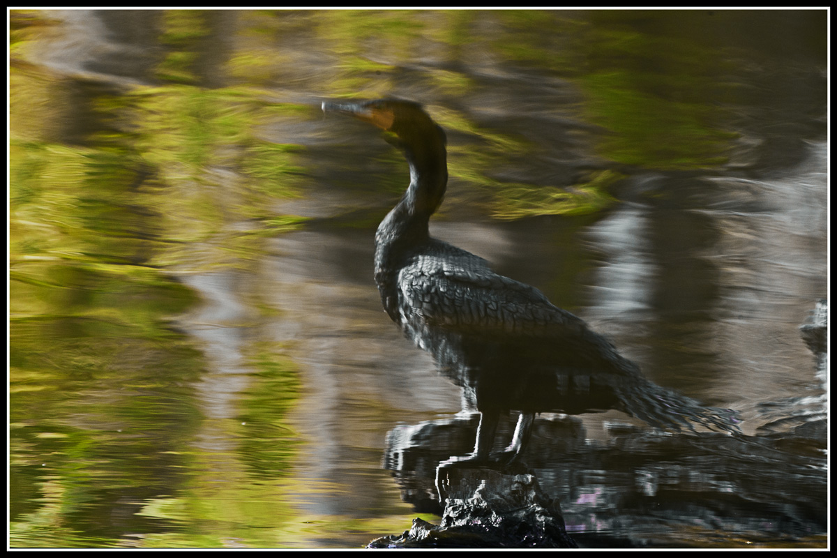 Double-crested Cormorant (Phalacrocorax auritus)