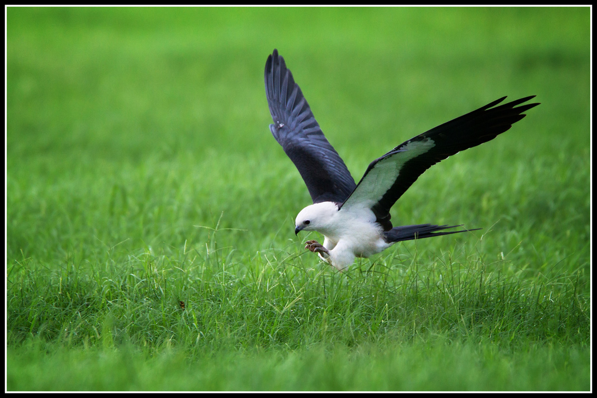 Swallow-tailed Kite (Elanoides forficatus)
