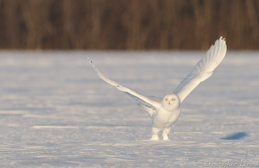 Harfang des neiges