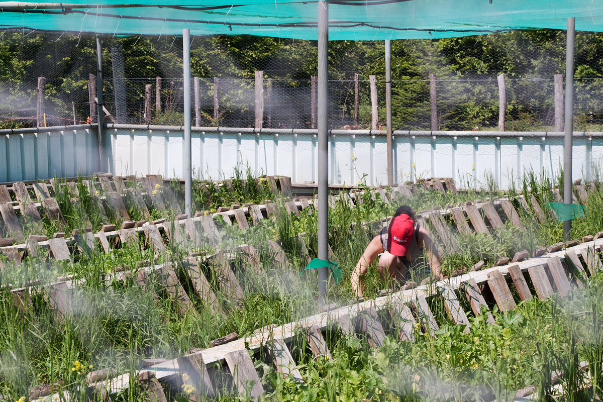 Snail Farm