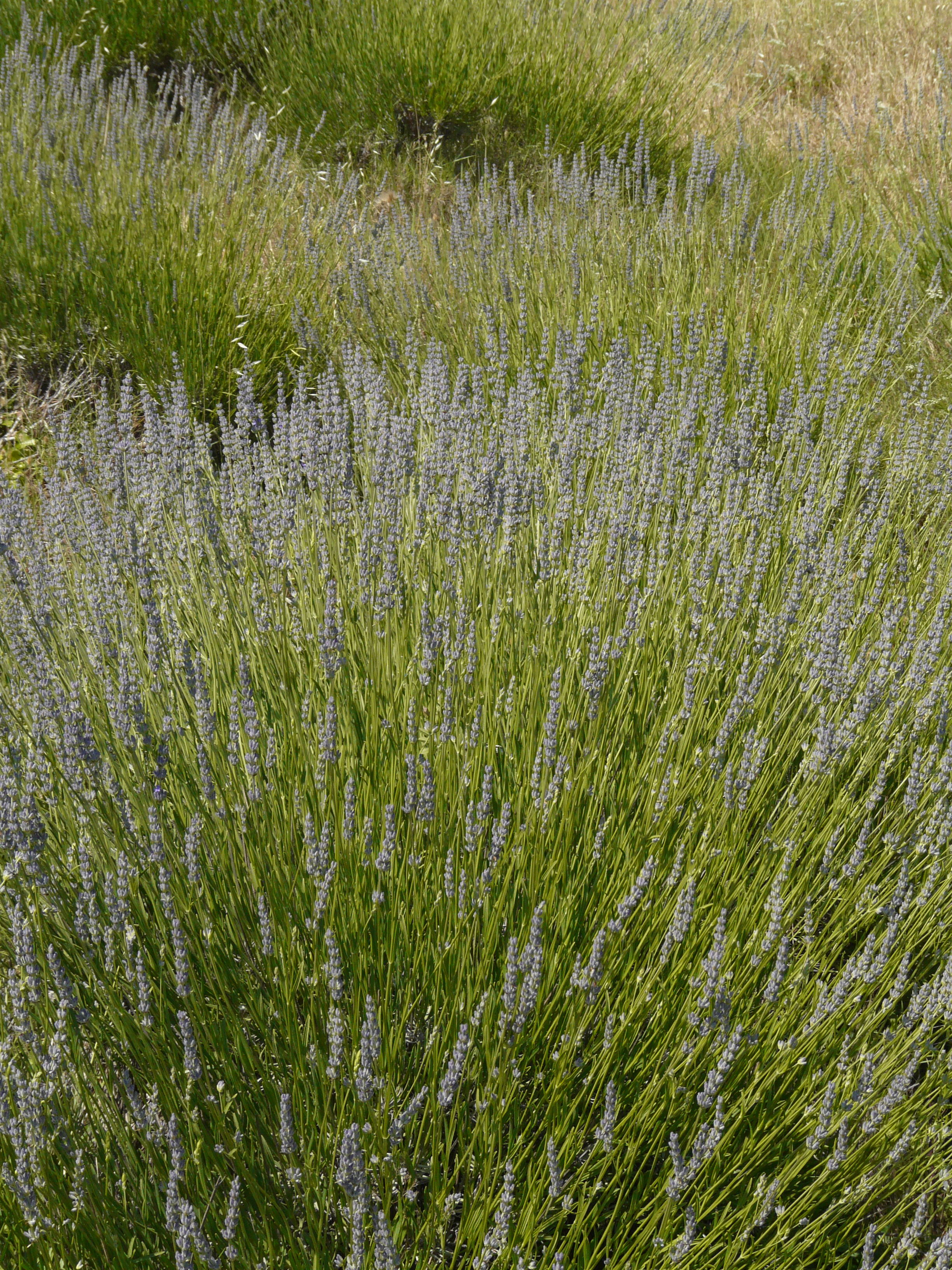 P1060219.JPG