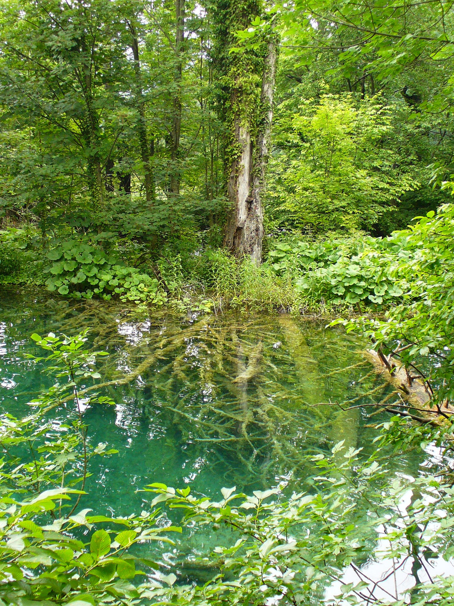 P1000796.JPG