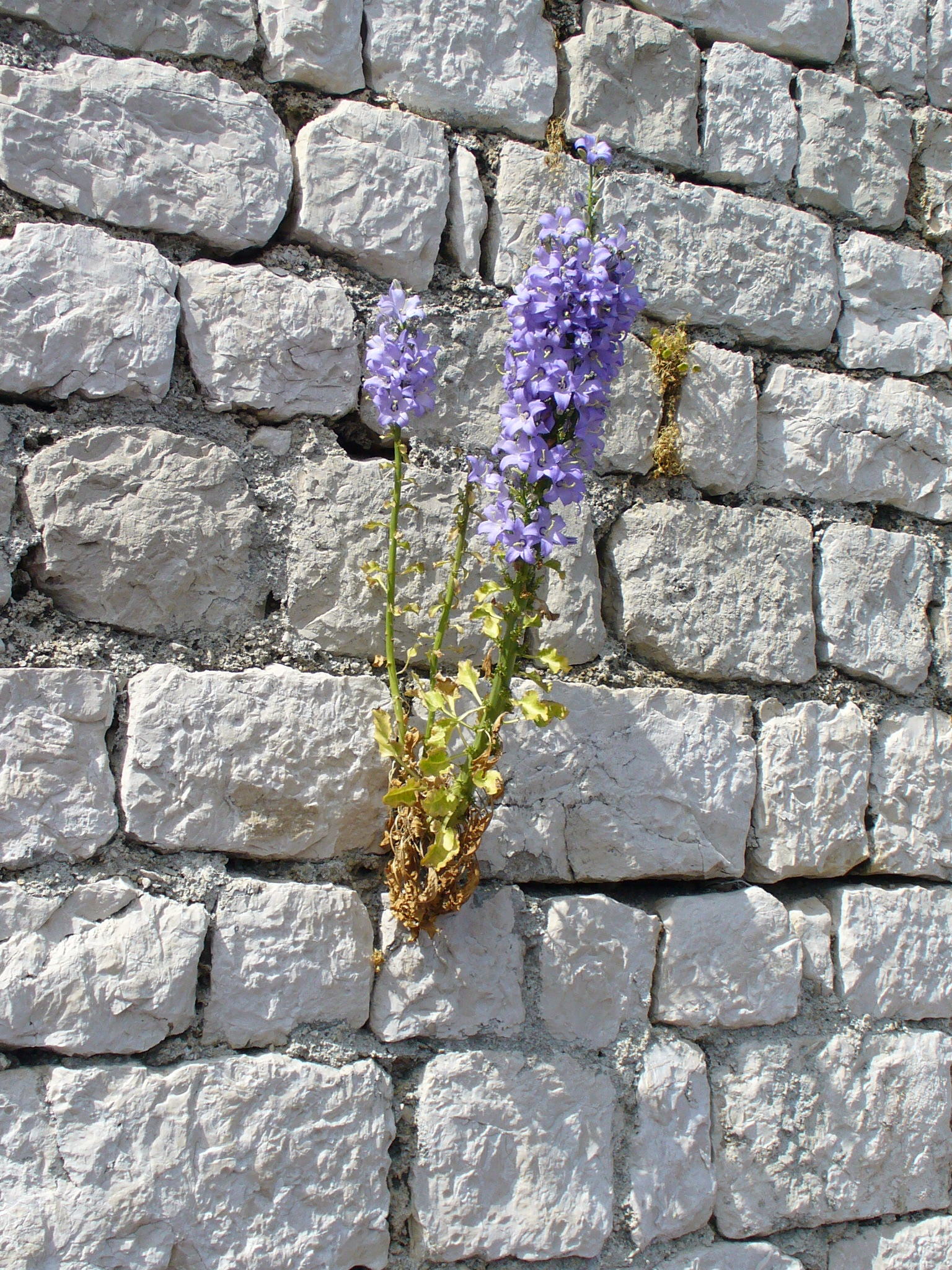 P1010993.JPG