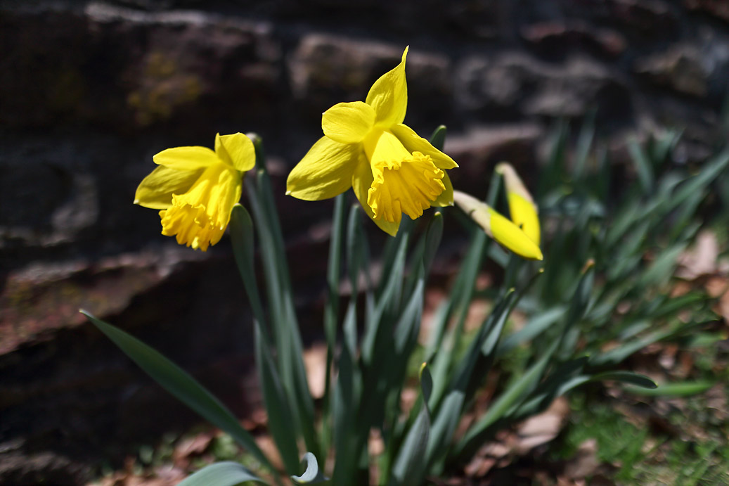 CR2_1891 Spring ...