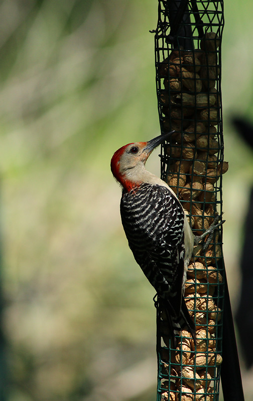 IMG_9472 Woodpeckers