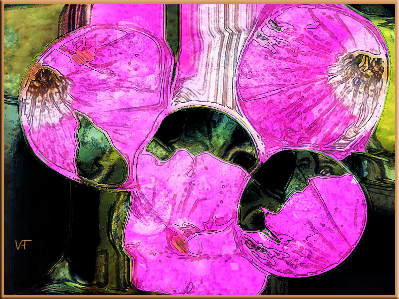 Lily Pads On the Sea Of Tranquility