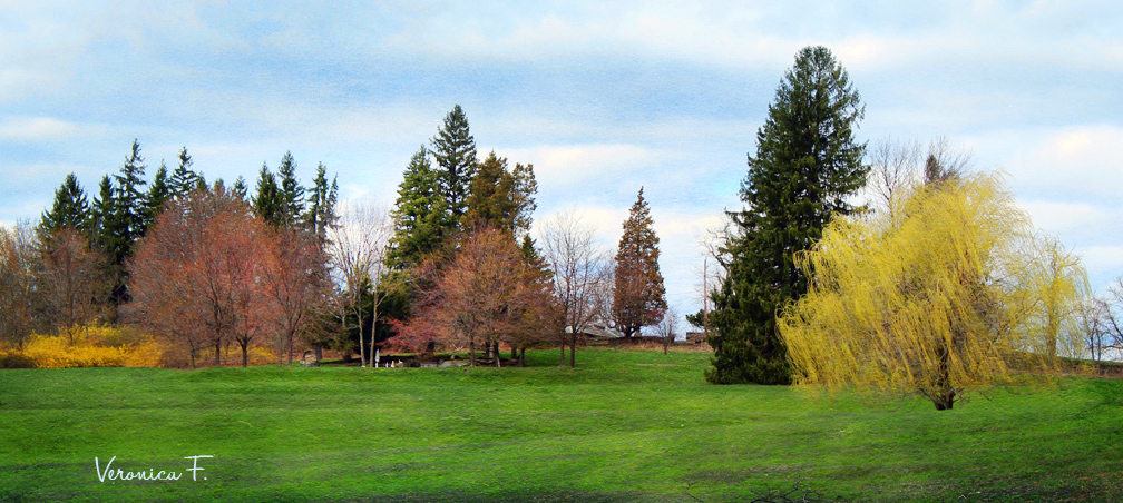 Line of Trees.jpg