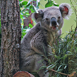 Koala at Zoo  -s- .jpg