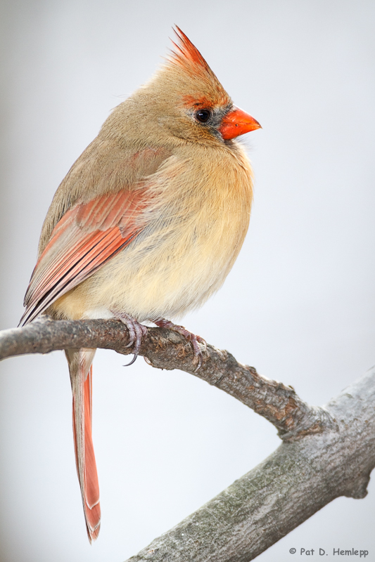 Winter profile