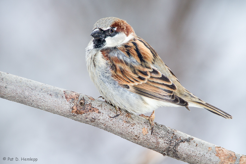 Male House Sparrow