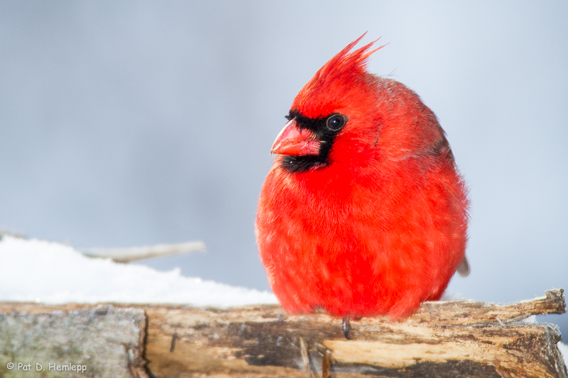 Cardinal and snow