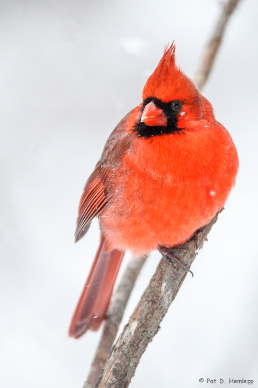 Snow bird