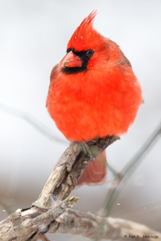 Top perch