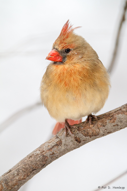 Female Cardinal