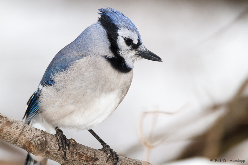 Blue Jay on white 