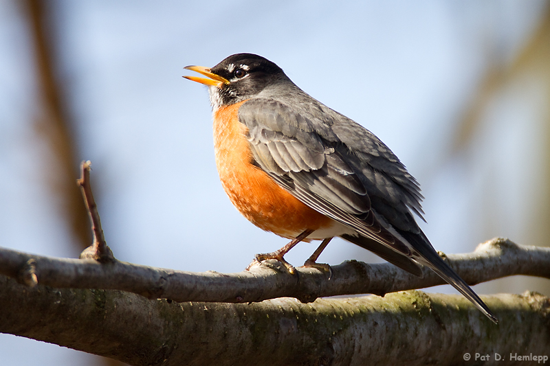 Robin song 